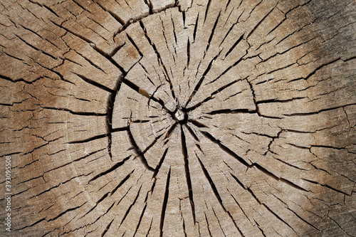 Tree old sawcut with rings and cracks. Wooden texture background