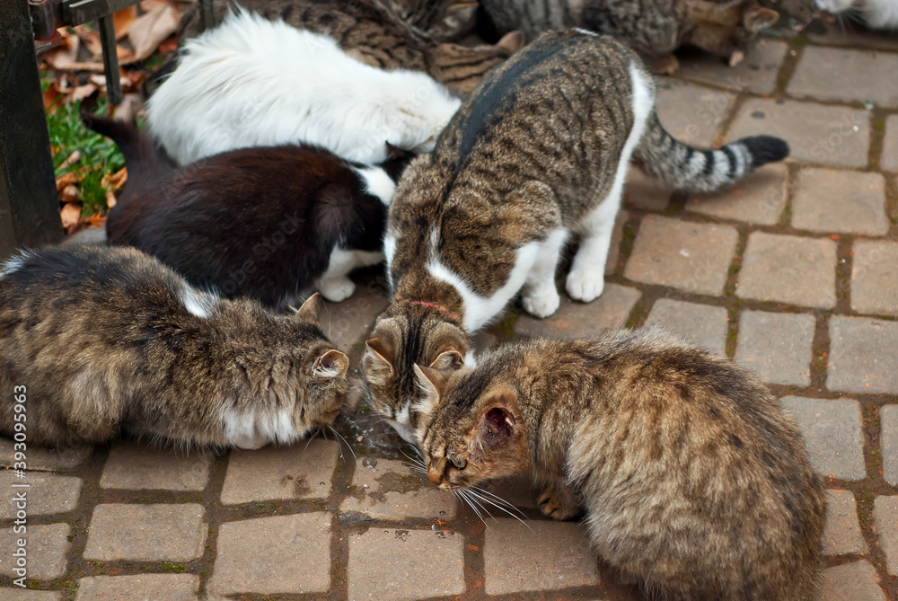 custom made wallpaper toronto digitalA pack of stray cats eats from the asphalt. Many stray cats close up. Multicolored cats eat food.