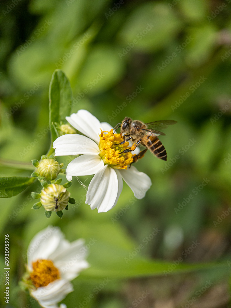 Close-up of honey bee pollinating on flower Close-up of honey bee pollinating on flower