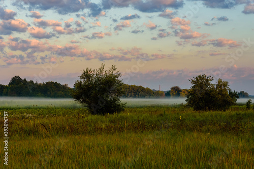 Fog on a meadow in morning on summer