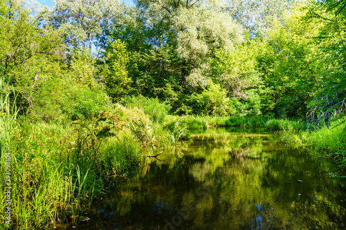 Small river in a forest on summer
