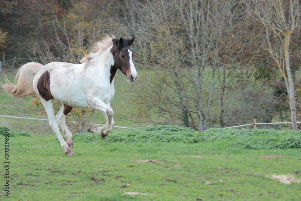 Pferd auf der Weide Pferd auf der Weide