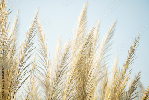 white reeds grass