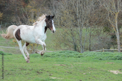 Pferd auf der Weide