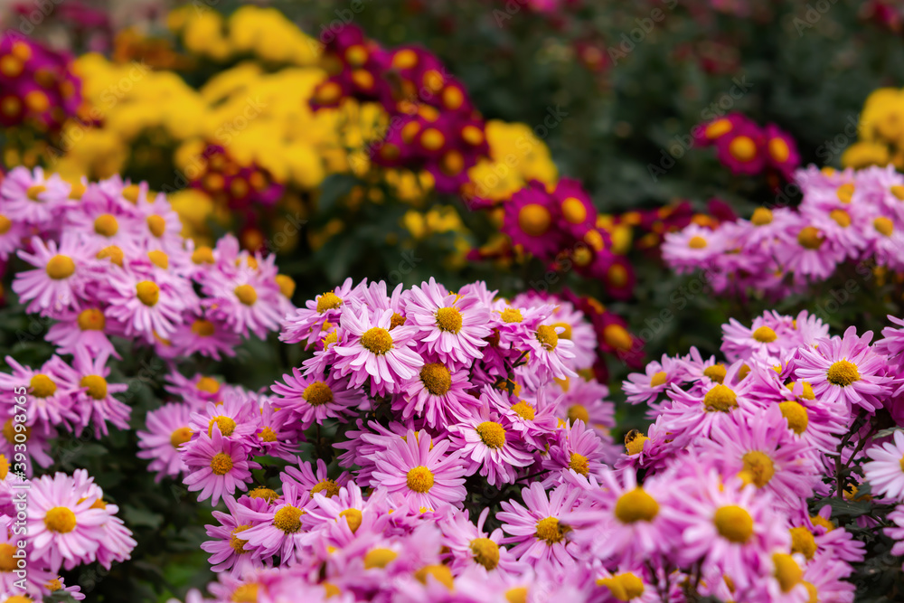 Background of colorful chrysanthemums close-up. Beautiful bright pink, yellow, red chrysanthemums bloom in the garden in autumn. Macrophotography of flowers. Background of autumn flowers. Copy space Background of colorful chrysanthemums close-up. Beautiful bright pink, yellow, red chrysanthemums bloom in the garden in autumn. Macrophotography of flowers. Background of autumn flowers. Copy space