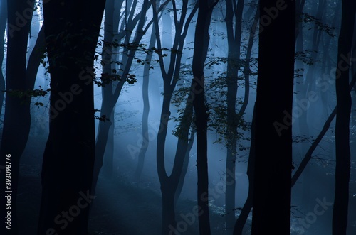 Leśne mgły © Jozef