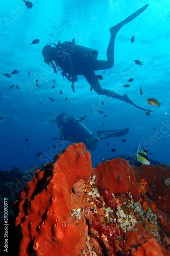 Scuba divers above the reef