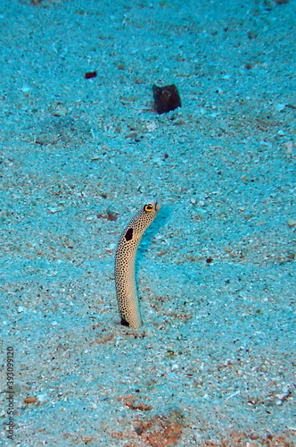 Garden eel