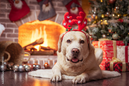 Yellow Labrador Retriever laying in front of Christmas fireplace