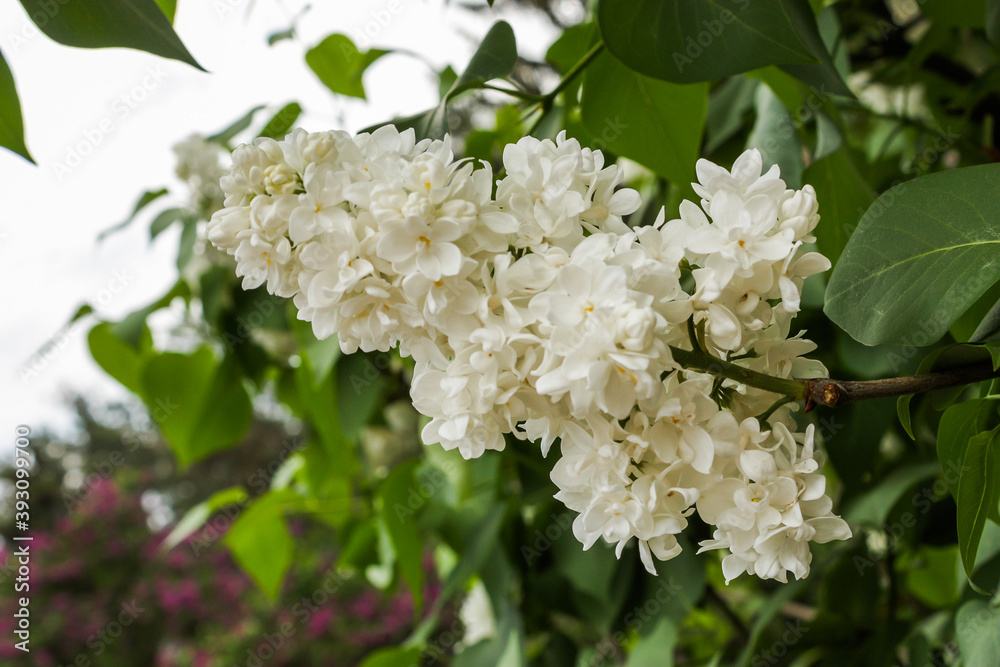 white flowers of a tree white flowers of a tree