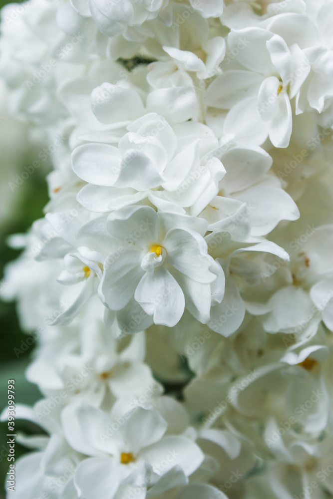 white flowers in the garden white flowers in the garden