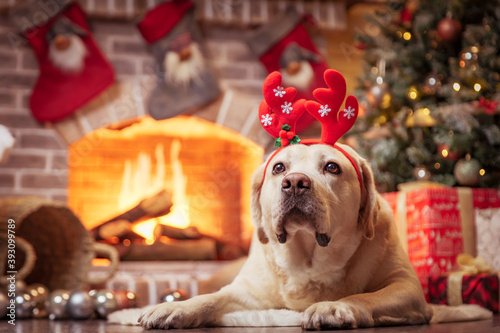 Yellow Labrador Retriever laying in front of Christmas fireplace