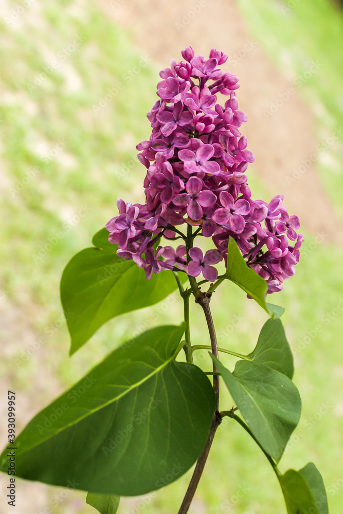 lilac flowers in the garden lilac flowers in the garden