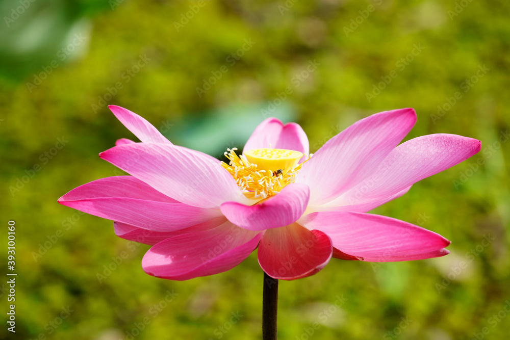 Fototapeta premium pink lotus flower