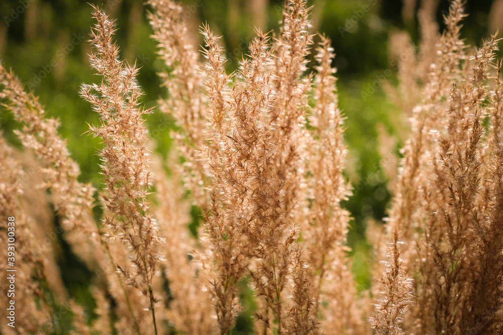 Autumn landscape nature background. Dried flowers in bright sunlight on the field, banner. Autumn landscape nature background. Dried flowers in bright sunlight on the field, banner.