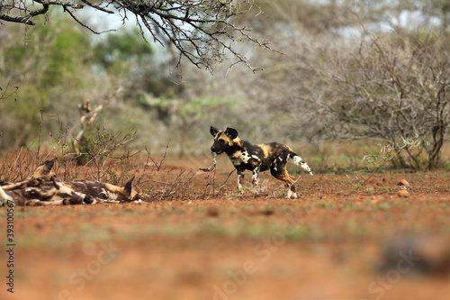 Portrait of African wild dog  African hunting dog  or African painted dog  Lycaon pictus  young puppy playing with a stick while the rest of the pack rests.