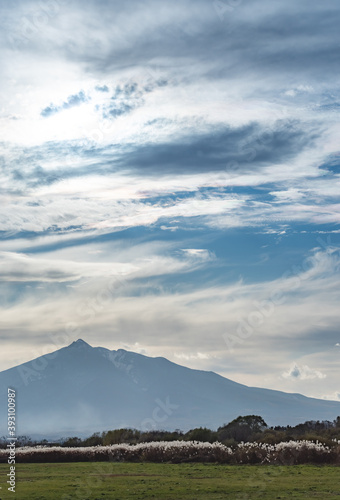 ススキの群生と青空の中の岩木山
