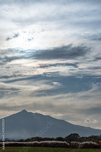 ススキの群生と青空の中の岩木山
