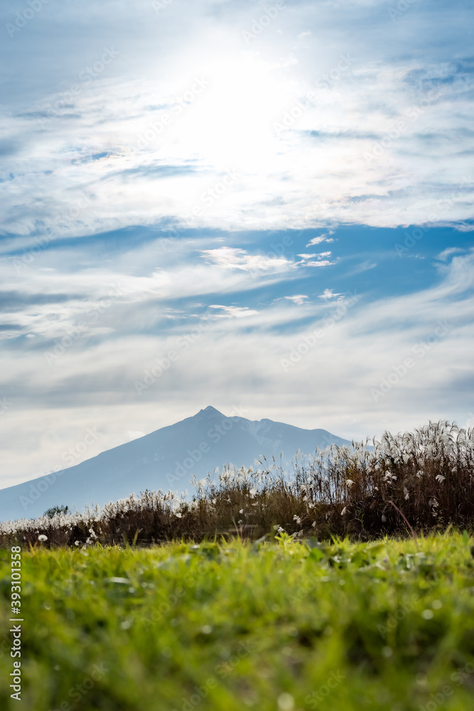 Fototapeta premium ローアングルからのススキの群生と青空の中の岩木山 