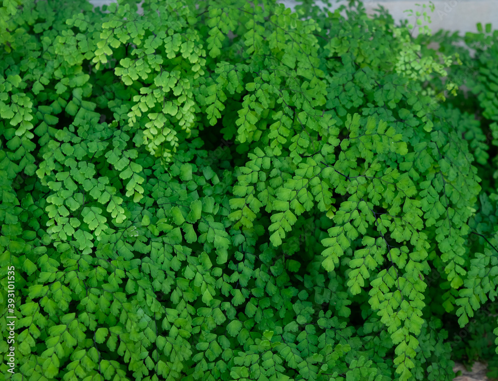 Adiantum capillus-veneris (Avenca) bright green leaves filling the entire frame of the image; nature concept