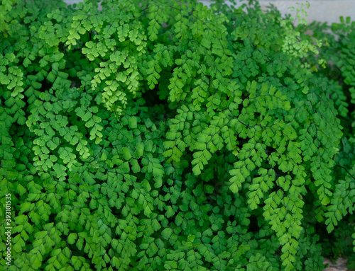 Adiantum capillus-veneris (Avenca) bright green leaves filling the entire frame of the image  nature concept © Renoá