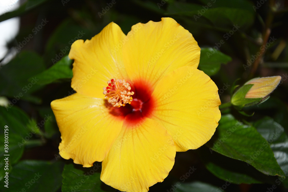 red and yellow flower red and yellow flower