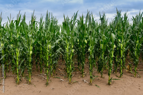 Cornfield in Buenos Aires Province, Argentina