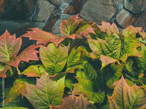 Bright colorful leaves of garden bush against stone wall. Rodgersia podophylla braunlaub photo