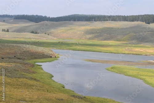 Yellowstone National Park Landscape Meadow River Bison Scene Panoramic View