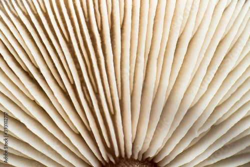 close-up of mushroom cap gills, macro shot, texture of the bottom of the mushroom from an extremely close distance