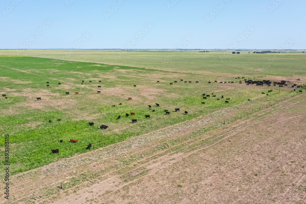 Cows in the coutryside, aerial view,La Pampa, Argentina.