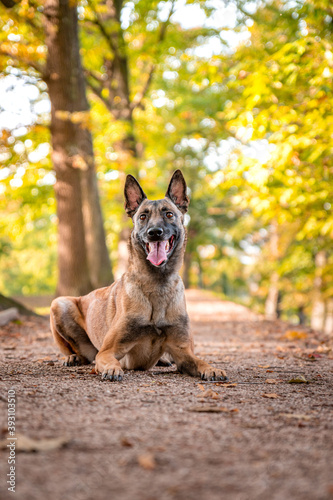 Active healthy happy dog of belgian shepherd malinois dog breed in autumn fall park full of leaves. Colorful autumn season.