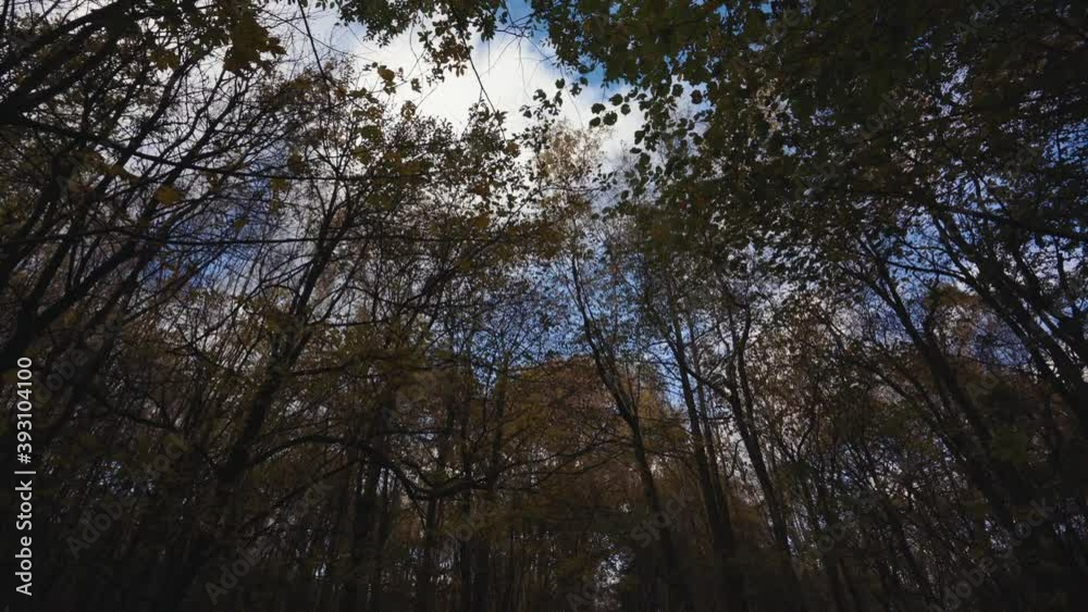 Windy autumn forest scene with tall moving trees in stormy weather Windy autumn forest scene with tall moving trees in stormy weather