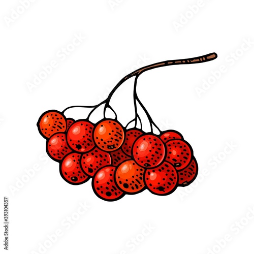 Rowan branch berry. Vector black vintage engraving illustration