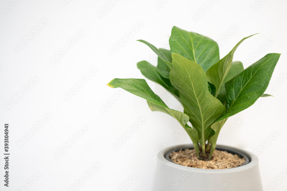 Fototapeta premium plant in a pot