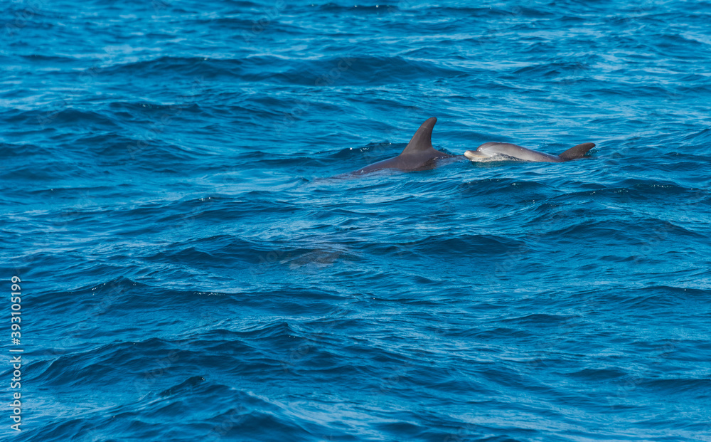 Naklejka premium Dolphins