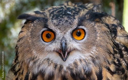 Close up of the eyes of a eurasian eagle owl