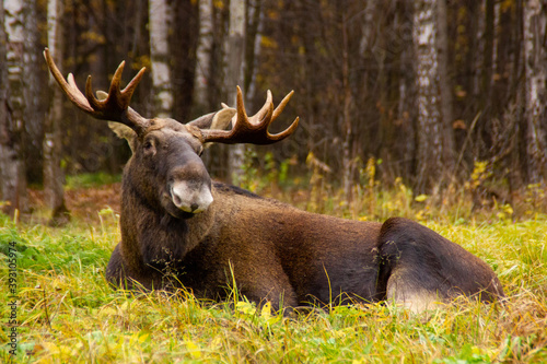 Elk has a rest in the woods