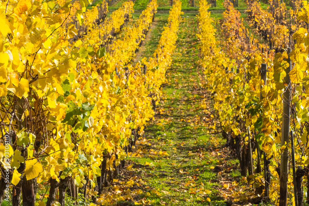 Naklejka premium Gelbe Reben Herbst