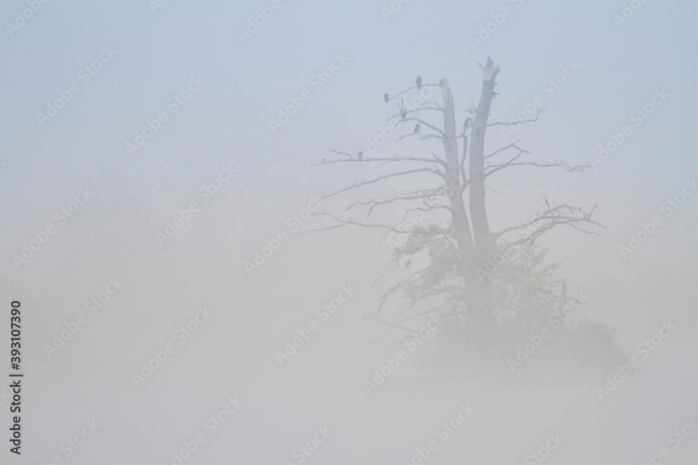 Fototapeta premium Arbre
