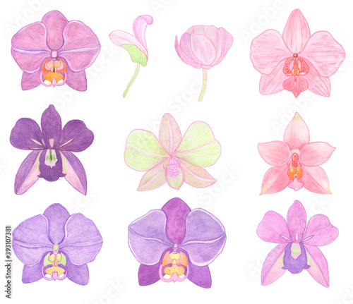 Orchid phalaenopsis set watercolor illustration. Beautifull exotic flower in a full bloom with green buds © nanyasem