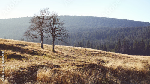 Fototapeta Naklejka Na Ścianę i Meble -  Trees on a mountain meadow, color toned picture.