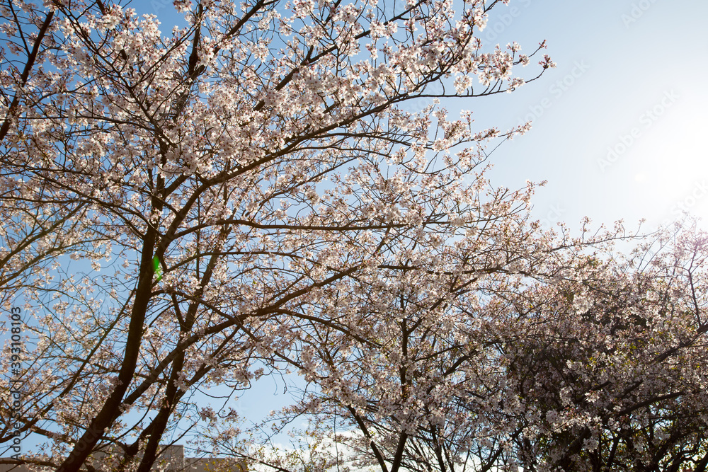 Cherry blossoms basking in the sun in Osaka_11 Cherry blossoms basking in the sun in Osaka_11