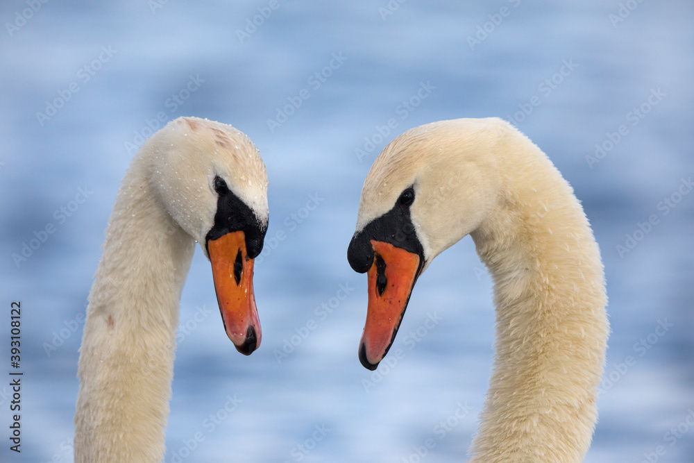 Fototapeta premium Cygnes