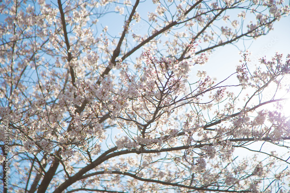 Cherry blossoms basking in the sun in Osaka_09 Cherry blossoms basking in the sun in Osaka_09