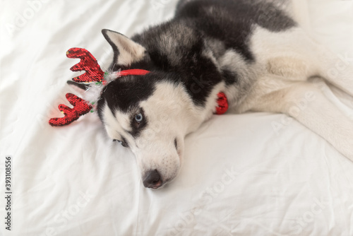 Sad husky dog with a carnival horn lying over gift box on the bed, Christmas concept   