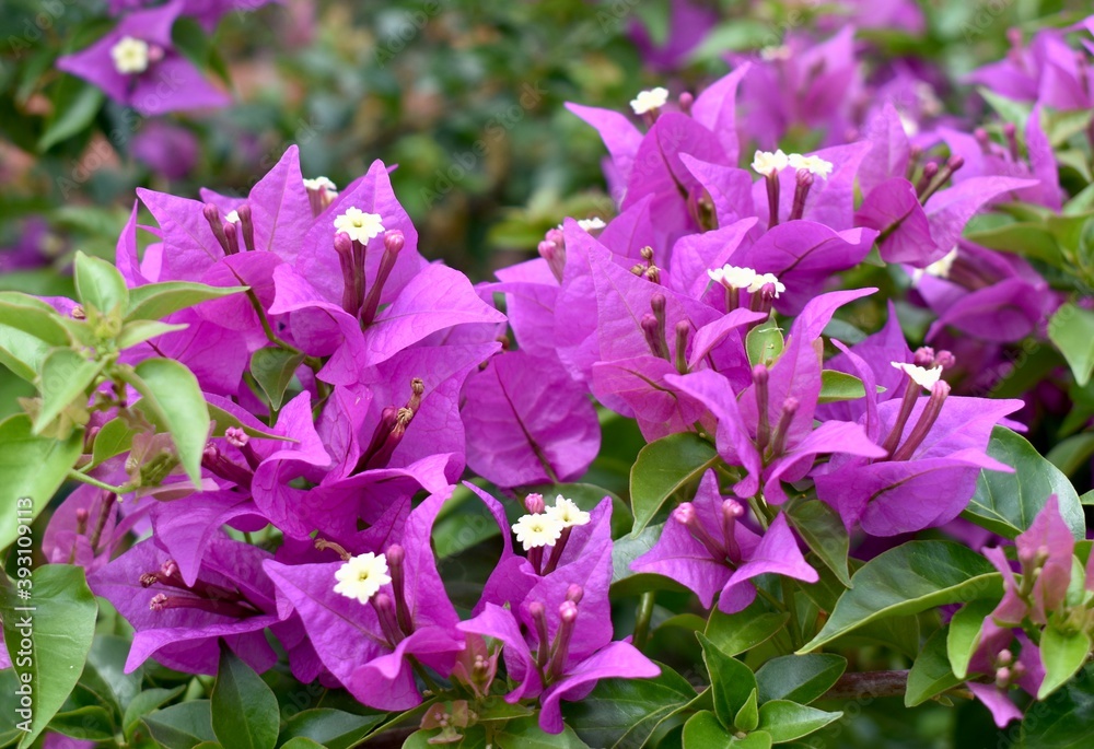 Lovely purple bougainvillea flowers in a tropical garden