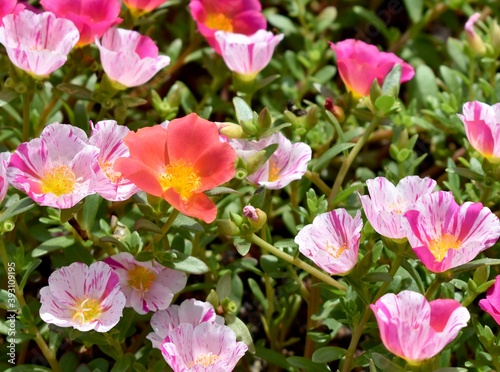 Group of brightly coloured flowers in a flower bed