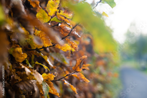 autumn leaves as a frame for a design with a blurred background with space for text