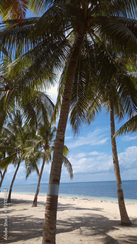 Palm Trees On The Beach Near With Blue Sky
